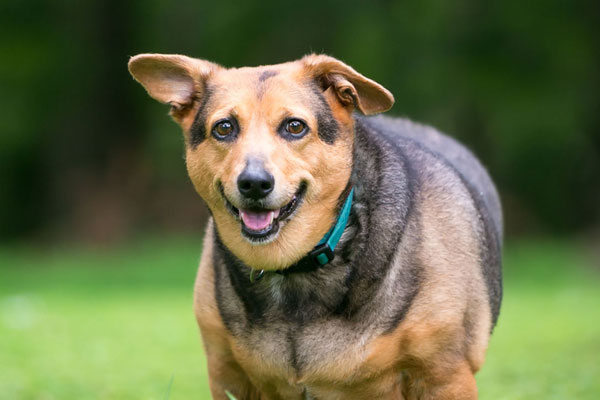 Övervikt på hund