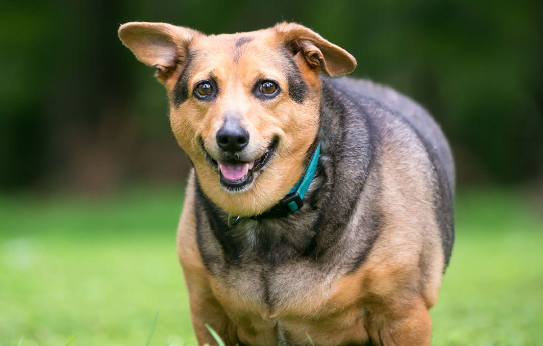 Övervikt på hund