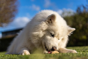 Pälsvård hund