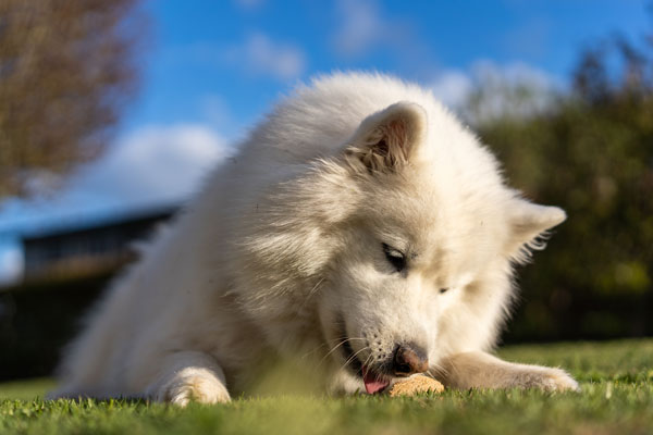 Pälsvård hund