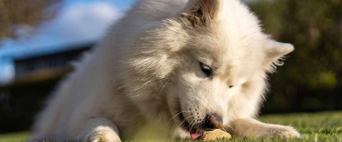Pälsvård hund