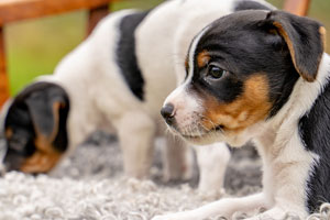 Hundmat till valp