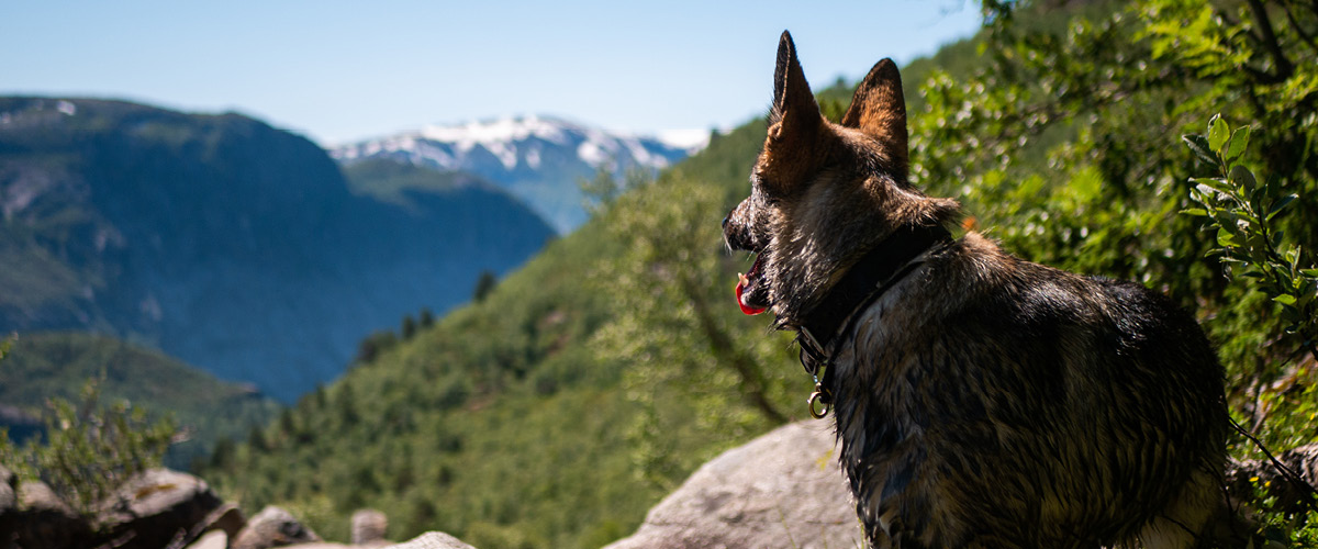 Vandra med hund