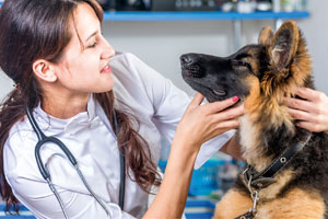 Veterinärbesök med hund