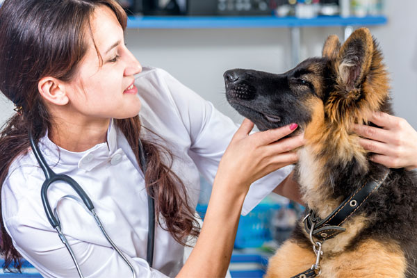Veterinärbesök med hund