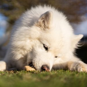 Hundkex & hundtugg