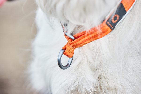 Non-stop Cruise collar halsband - Bild 3