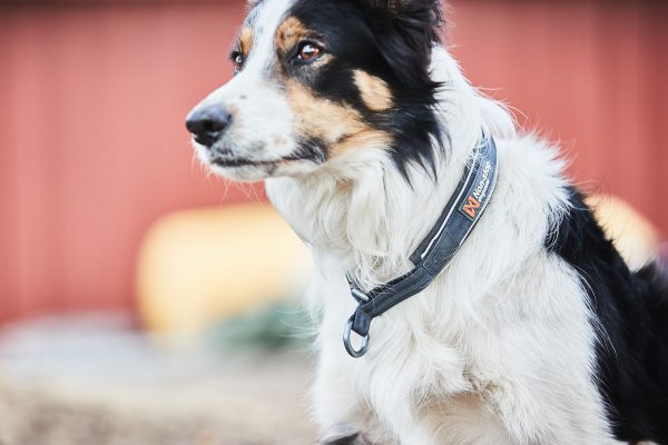 Non-stop Cruise collar halsband - Bild 9