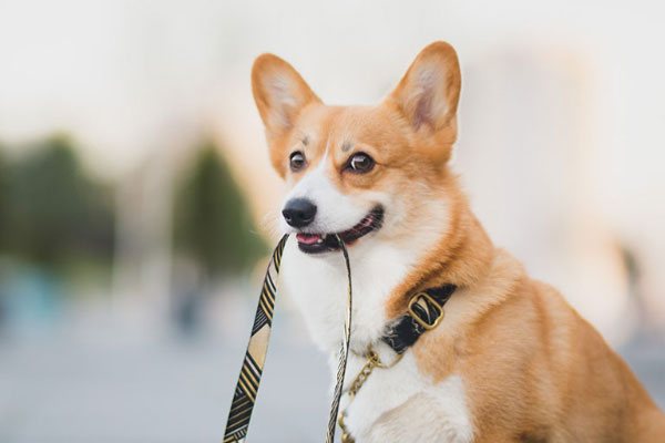Hundmat mindre raser