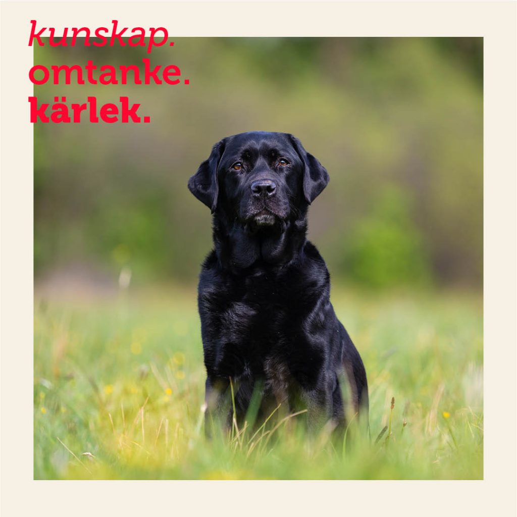 labrador retriever är sveriges populäraste hundras 2023