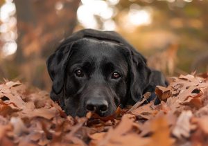 labrador retreiver