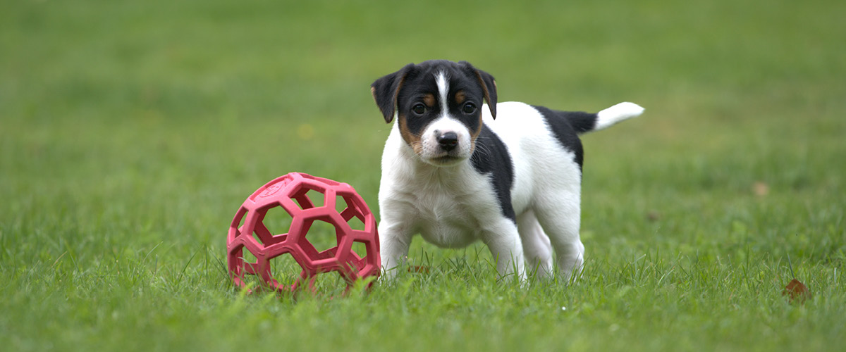 Populäraste hundnamnen