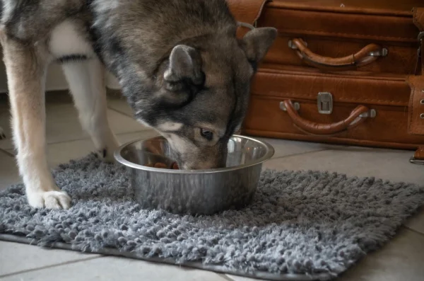 Royal Dry Pet - Spill Mat - Bild 3