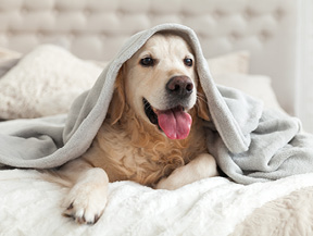 mera Petfood Hundraser Golden retriever, golden retriever valp, golden retriever kennel, golden retrievers