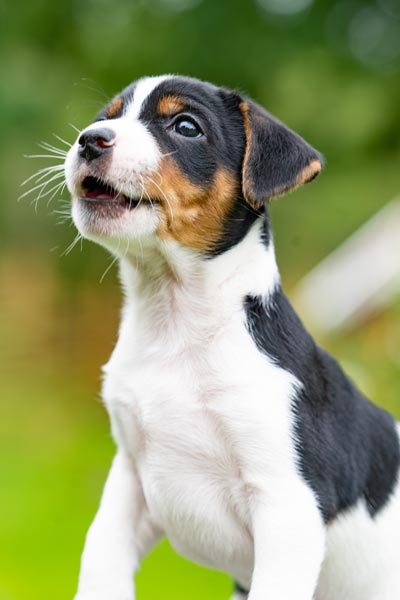 hundmat uppfödare tränstehund jägare