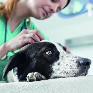 Veterinärfoder hund