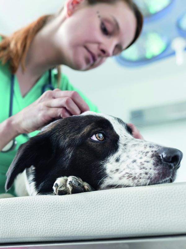 mera vital veterinärfoder hund