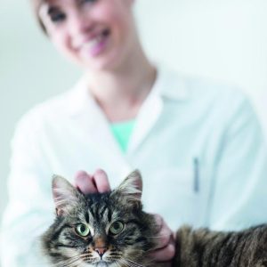 Katt veterinärfoder