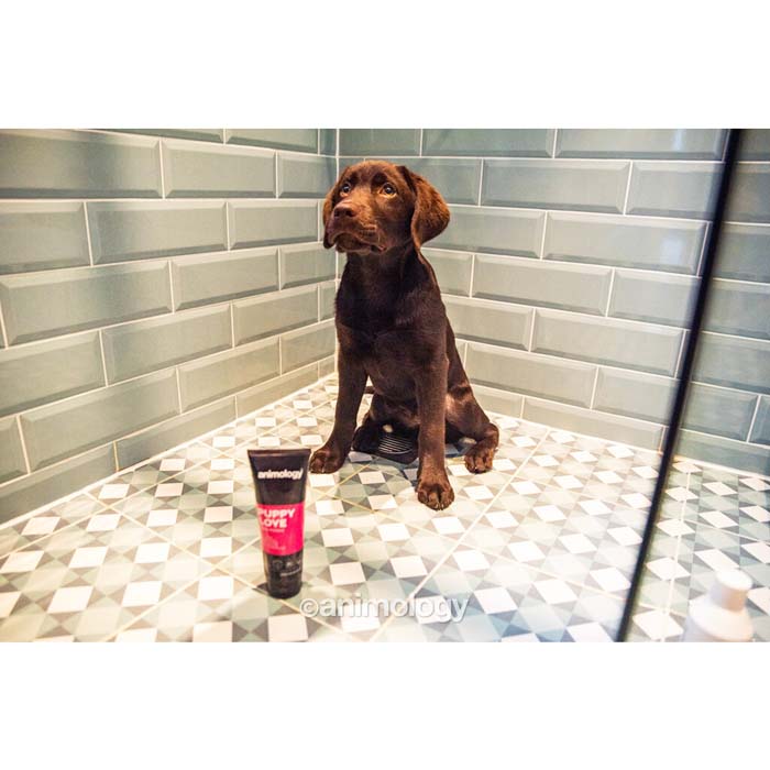 Skonsamt valpschampo Puppy Love – Animology - Bild 3