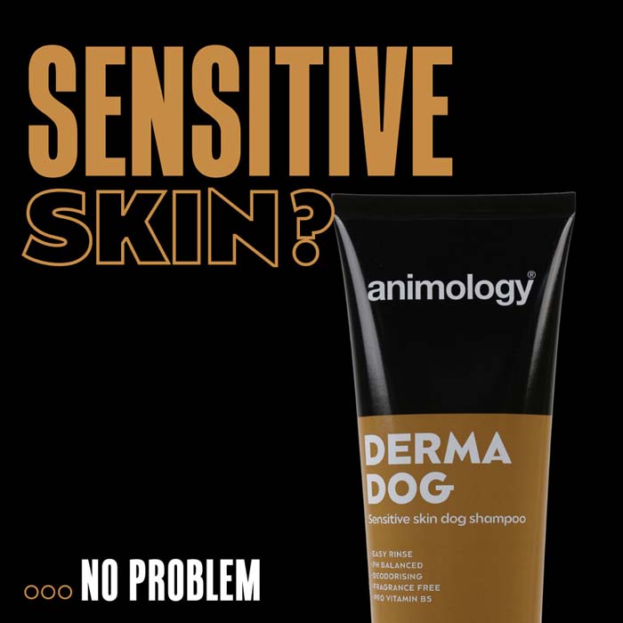 hundschampo derma dog