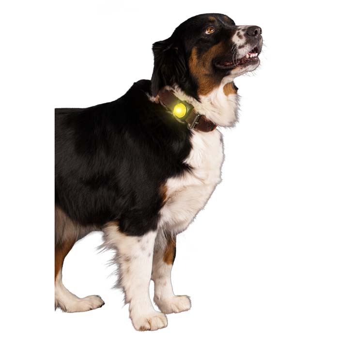 LED-lampa till hundhalsband Nightwalk - Bild 5